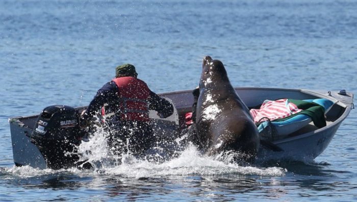 Watch: Giant Sea Lion Nearly Capsizes a Small Boat