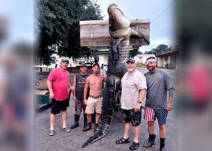 Two Giant Alligators Taken from South Carolina Lakes in One Day