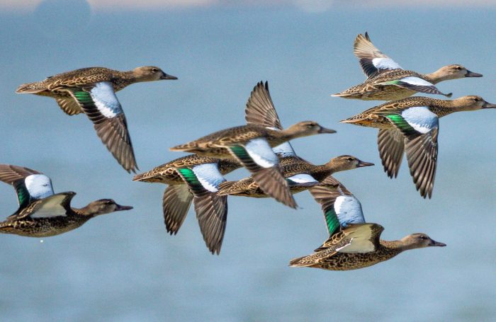 USDA Lifts Ban on Canadian Waterfowl