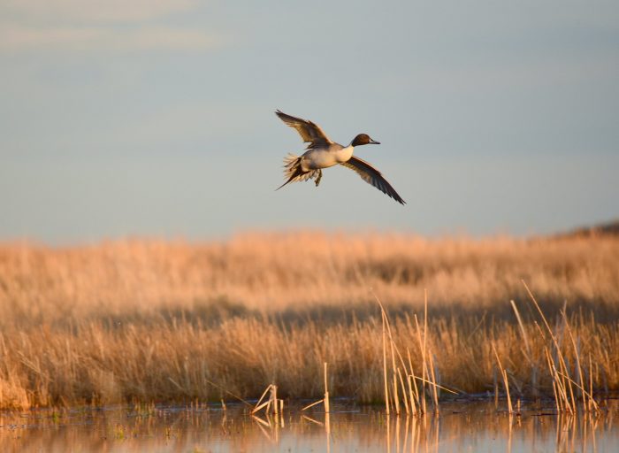 Pintails Hit Their Lowest Population in Decades