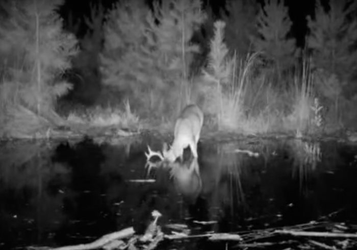 Trail Cam Video Shows Georgia Whitetail Eating Corn Under Water