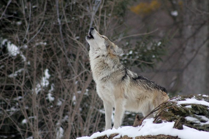 Are Wolves Roaming the Woods of Upstate New York?
