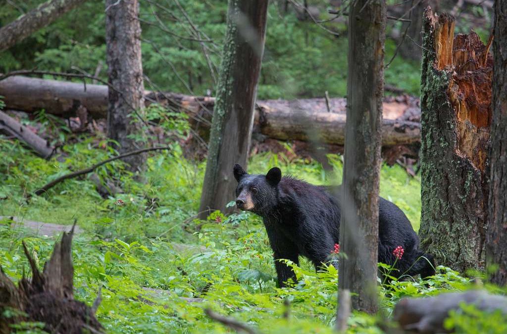A Comprehensive Guide to Black Bear Hunting with Crossbows