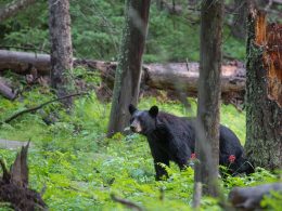 A Comprehensive Guide to Black Bear Hunting with a Crossbow
