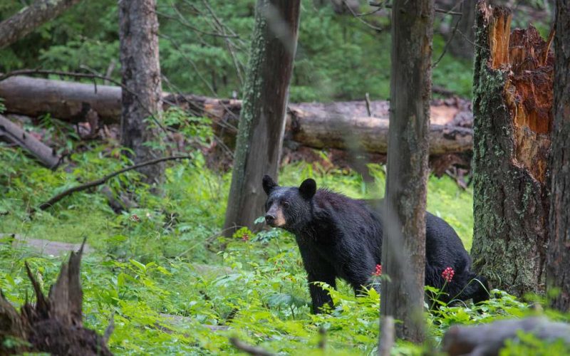 A Comprehensive Guide to Black Bear Hunting with a Crossbow