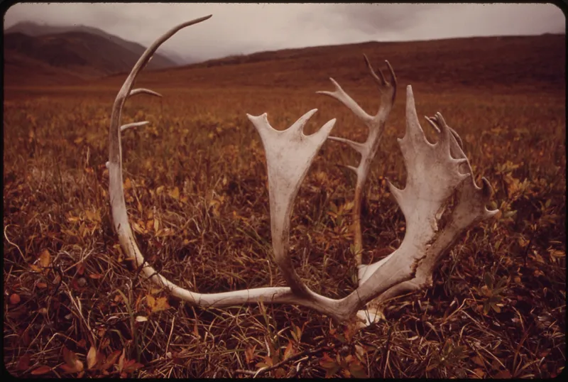 Everything You Need to Know About Shed Hunting
