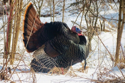 Scoring a Wild Turkey: What You Need To Know