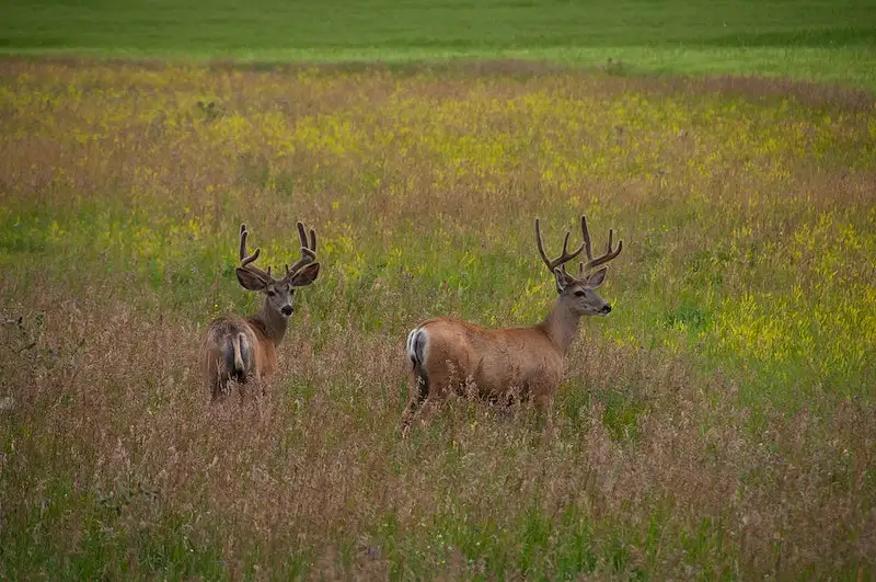 Deer Hunting for Beginners: A Helpful Guide