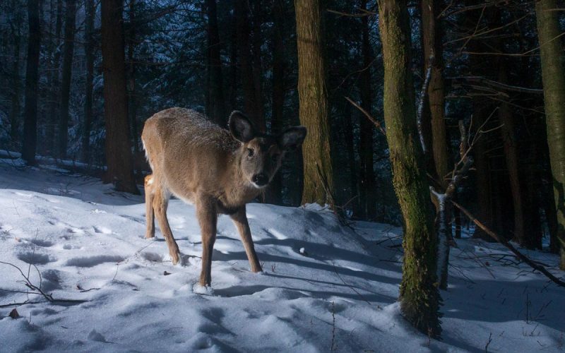A deer caught in the lens of a camera while camera trapping in the winter.