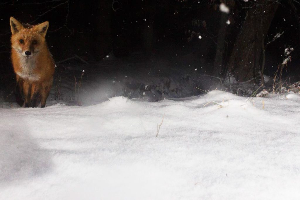 Camera trapping a fox in the winter. 