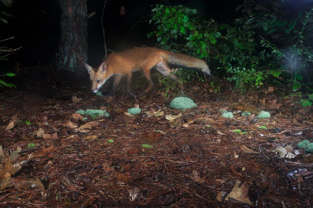Camera trapping a red fox at night. 