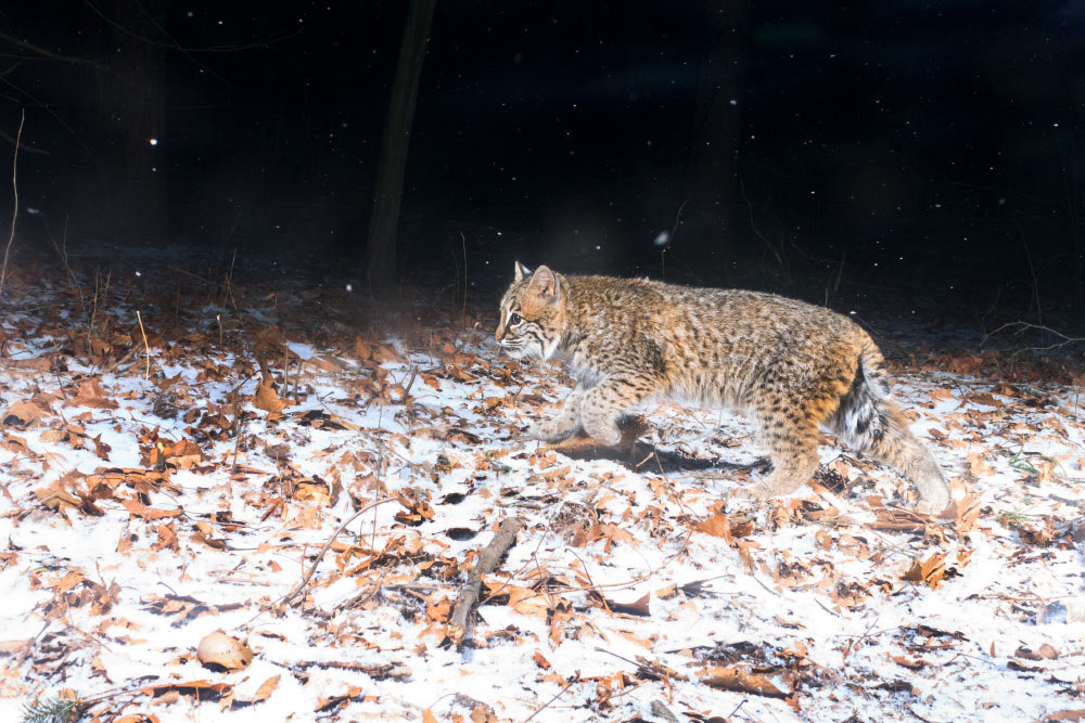 Camera trapping a bobcat during winter. 