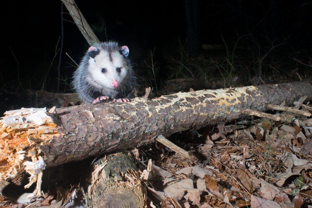 Camera trapping an opossum