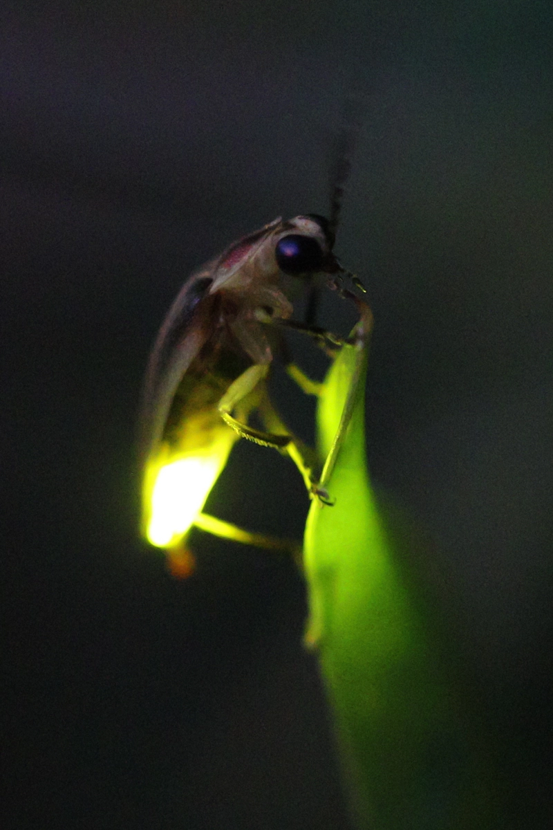 firefly photography