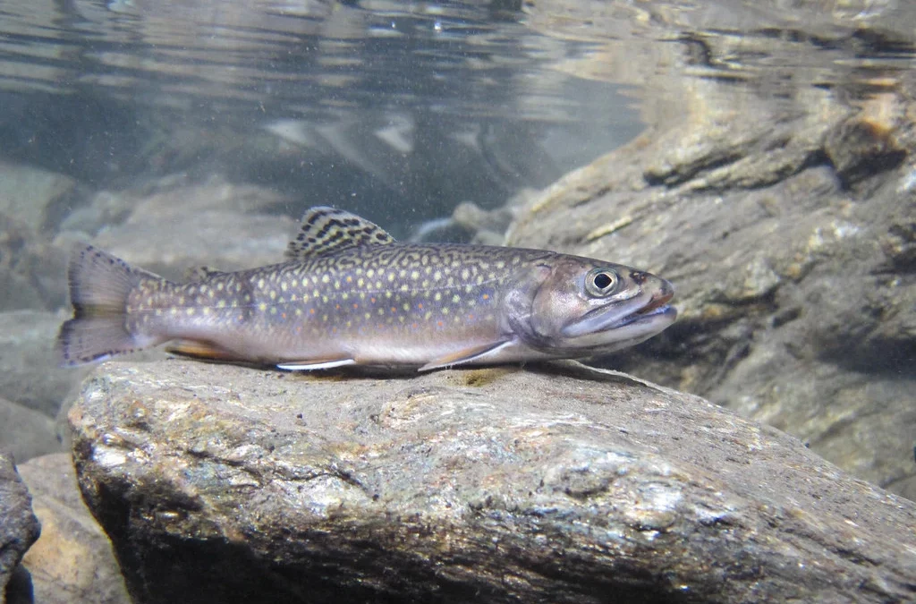 How to Land Brook Trout In The Fall