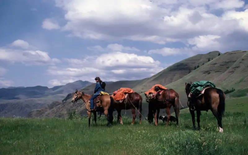 a women guiding horse's during a horsepacking trip.