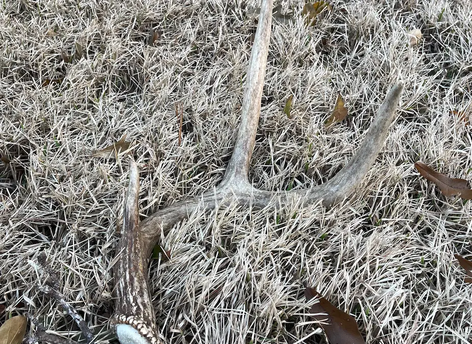 Unveiling the World of Shed Hunting: A Comprehensive Guide