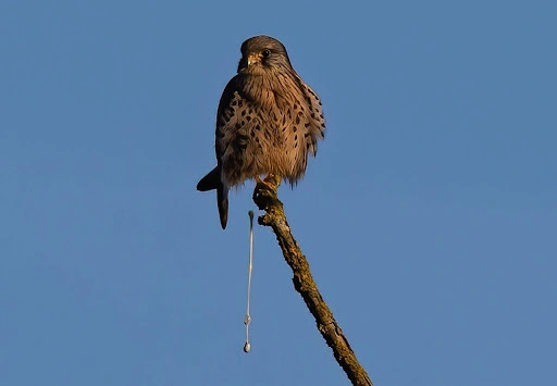 Essential Guide to Pooping in the Woods: How to Safely and Responsibly Answer Nature’s Call